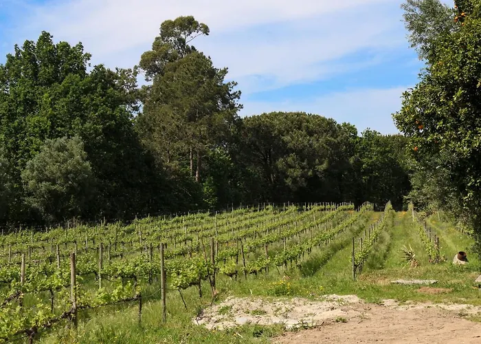 Quinta De Chousas - - Braga